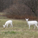 Illustration for article titled The Worlds Largest Herd of White Deer Lives in New York